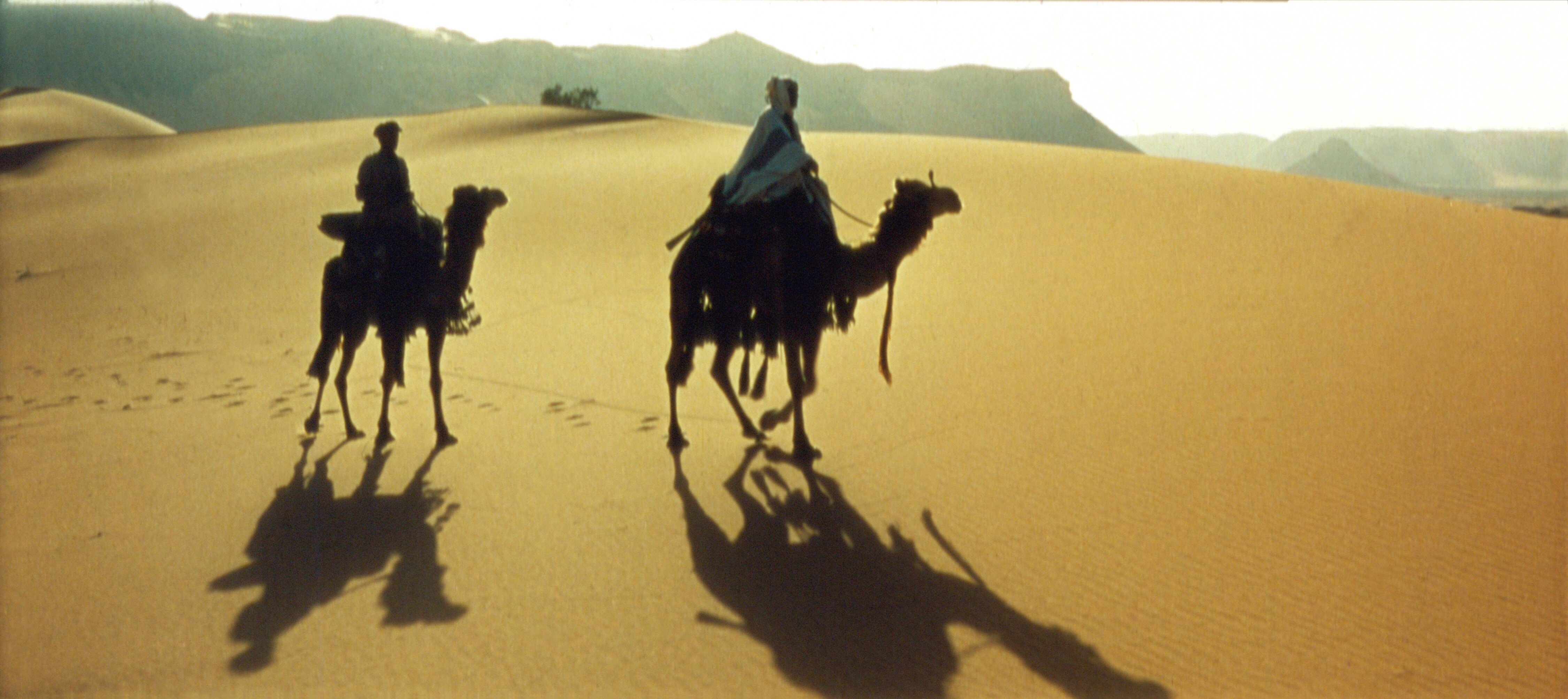 VisEd-Lawrence-of-Arabia-Wide-Screen-camels