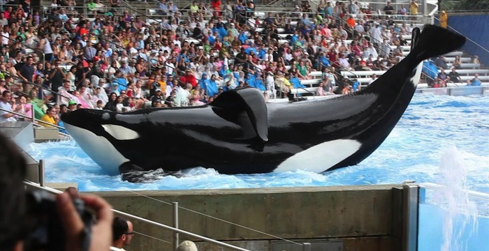 ‘Blackfish’: An Equally Horrifying and Problematic Documentary
